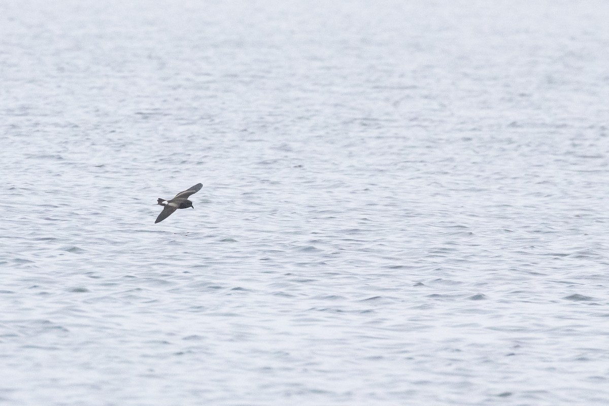 Uccello delle tempeste codaforcuta - ML626291276