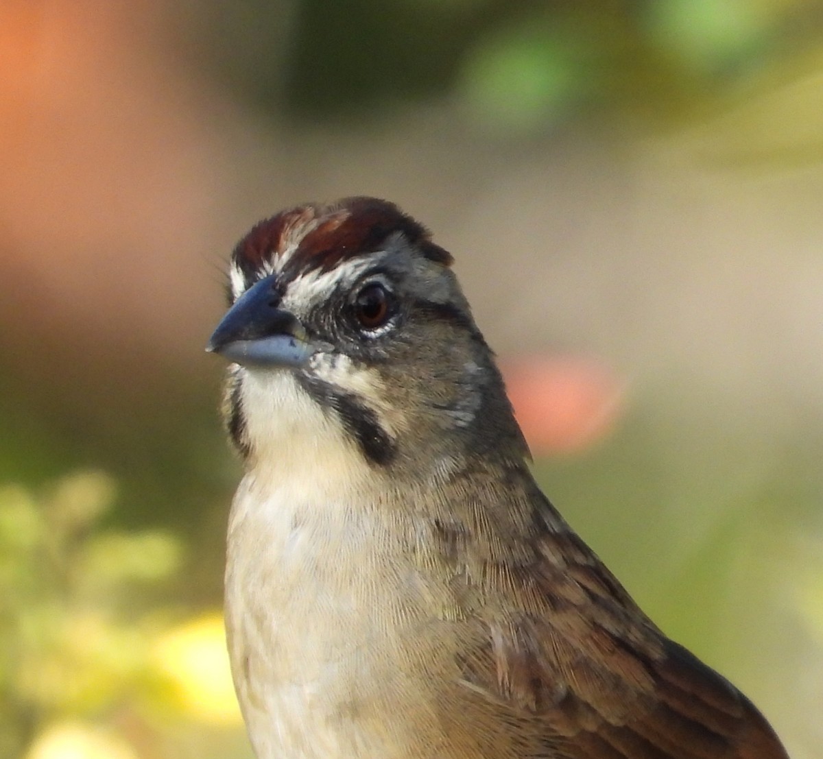 Rusty Sparrow - ML626291307