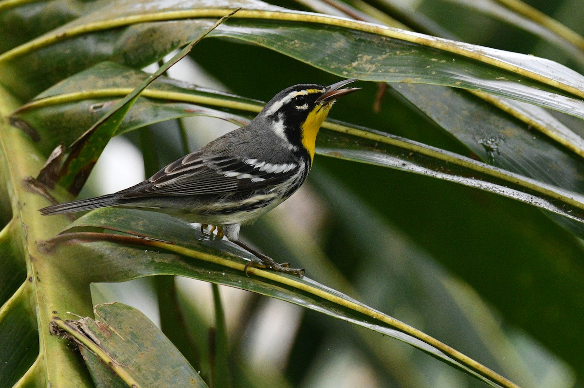 Yellow-throated Warbler - ML626291321