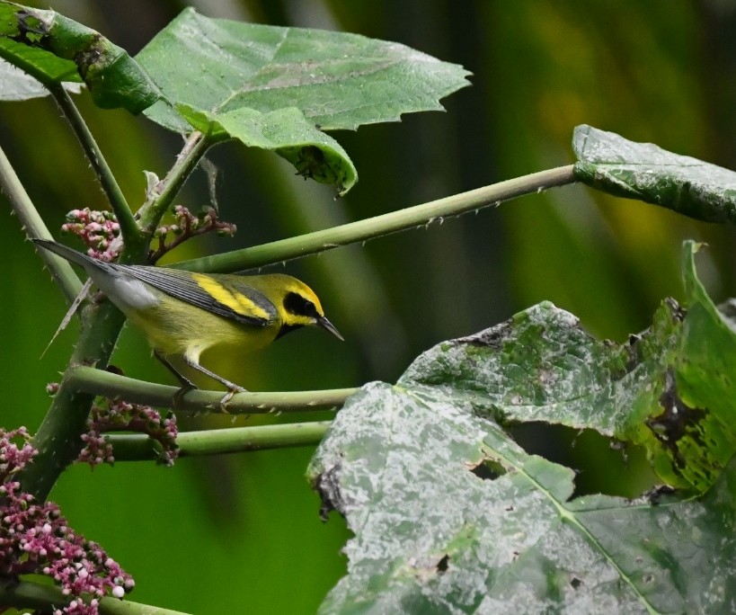Lawrence's Warbler (hybrid) - ML626291372