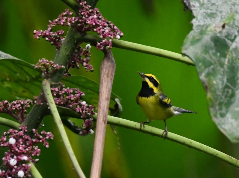 Lawrence's Warbler (hybrid) - ML626291373
