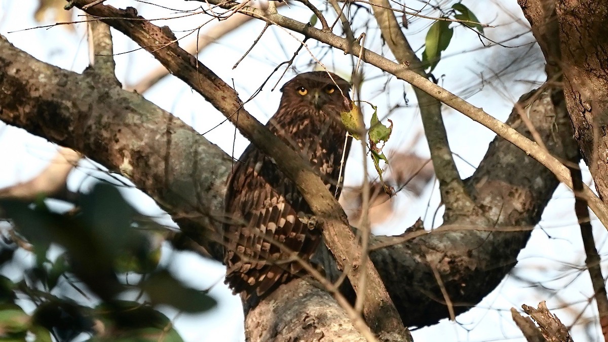 Brown Fish-Owl - ML626291452