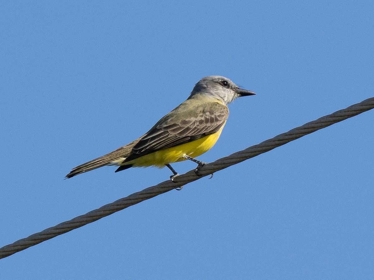 Tropical Kingbird - ML626291479