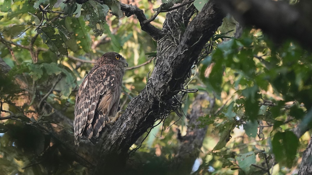 Brown Fish-Owl - ML626291507