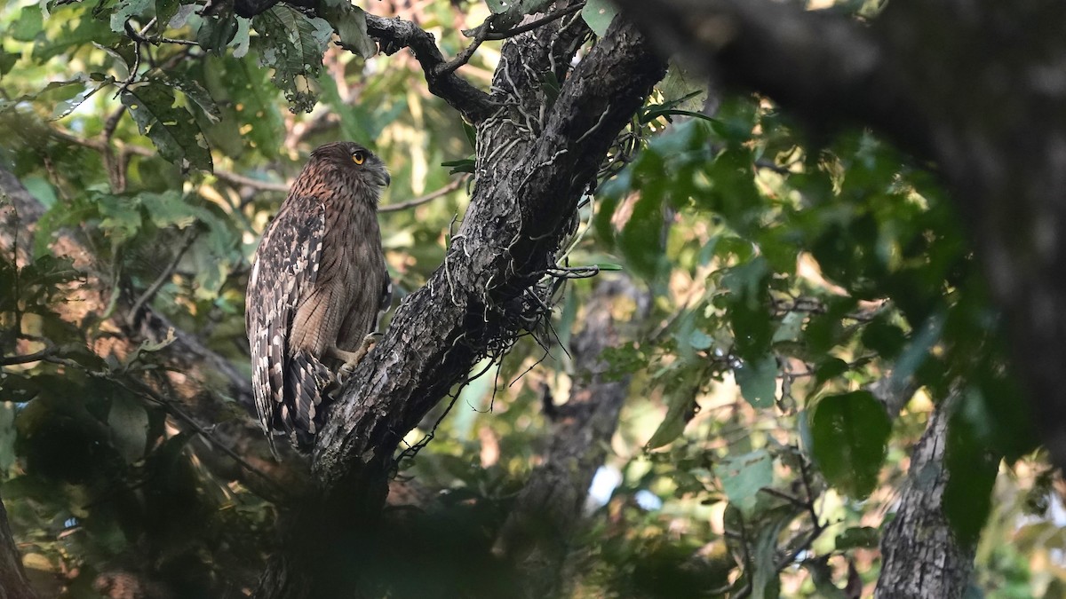 Brown Fish-Owl - ML626291514