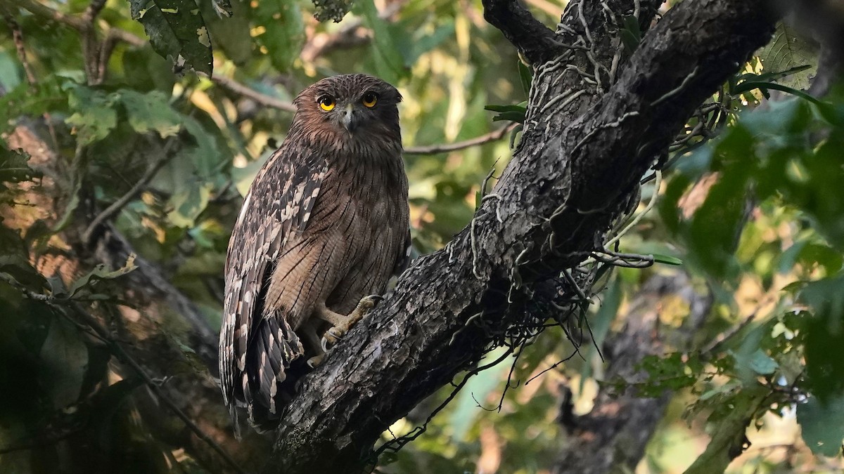 Brown Fish-Owl - ML626291516