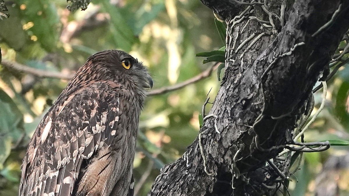 Brown Fish-Owl - ML626291517