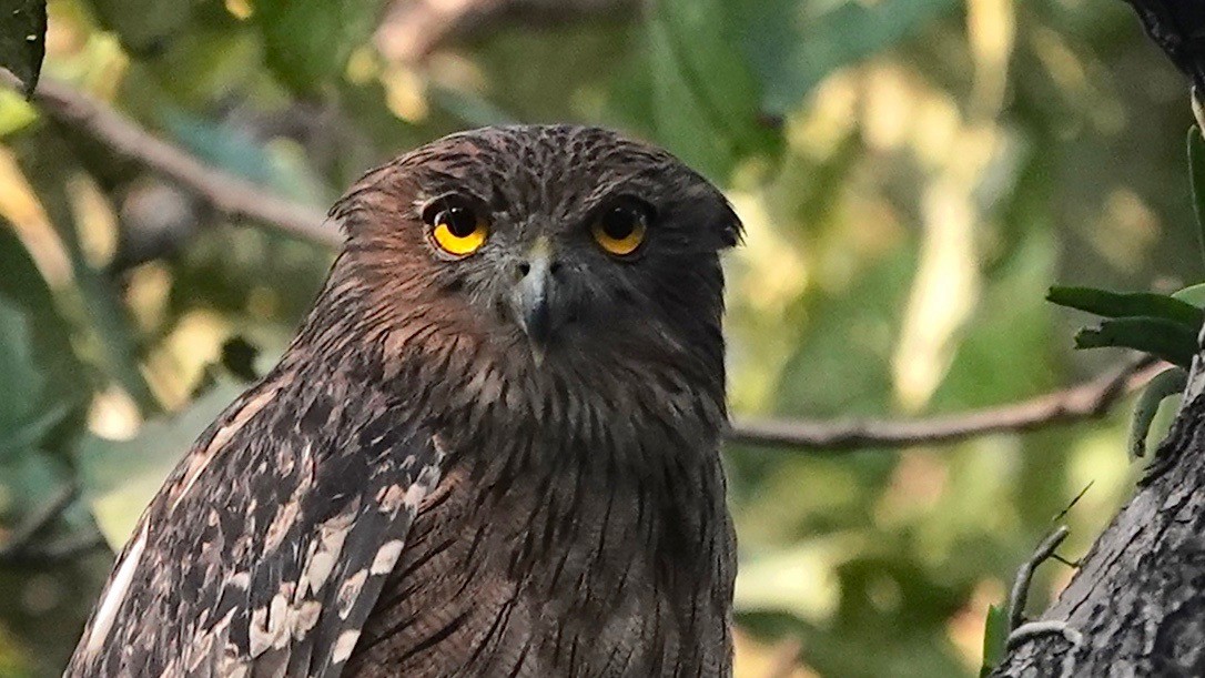 Brown Fish-Owl - ML626291518