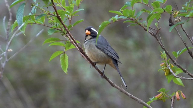 Saltator à bec orange - ML626291698