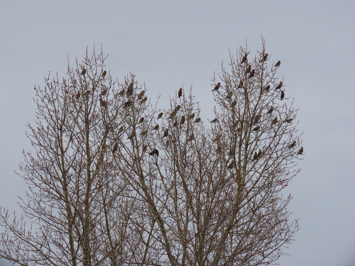 Bohemian/Cedar Waxwing - ML626291867