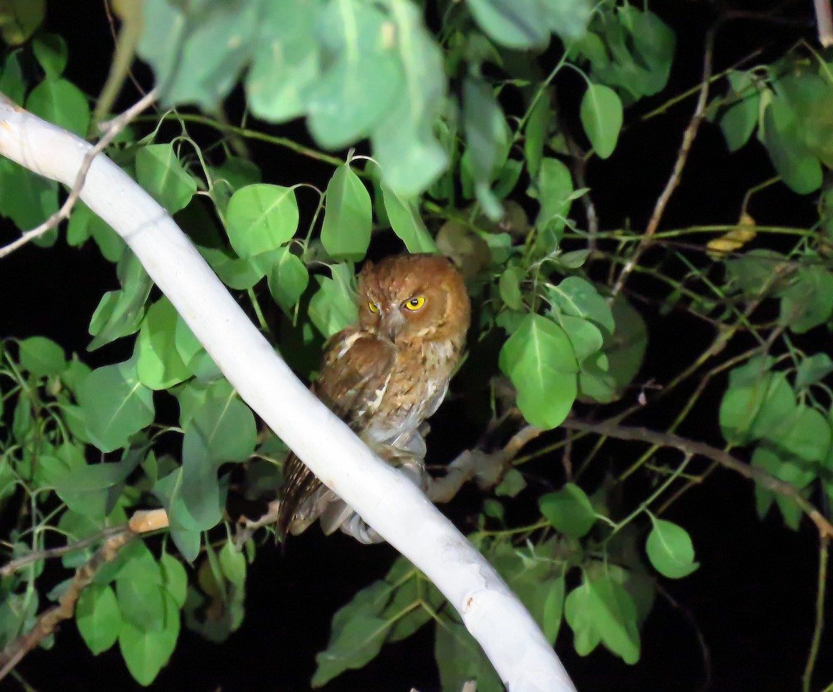 Autillo Moluqueño (tempestatis) - ML626292213