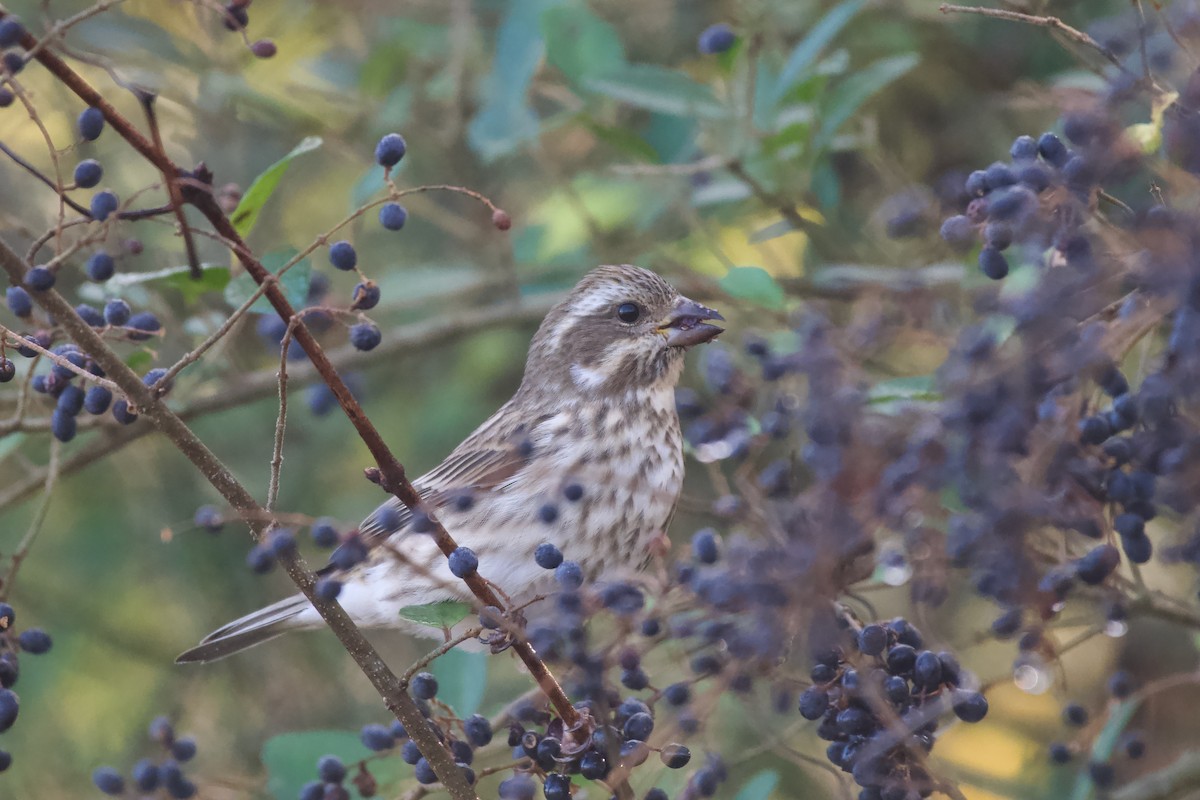 Purple Finch (Eastern) - ML626292324