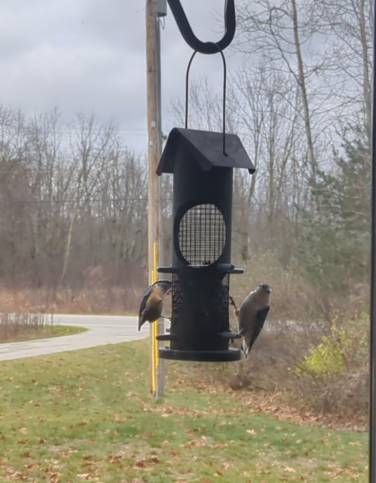 Red-breasted Nuthatch - ML626292347