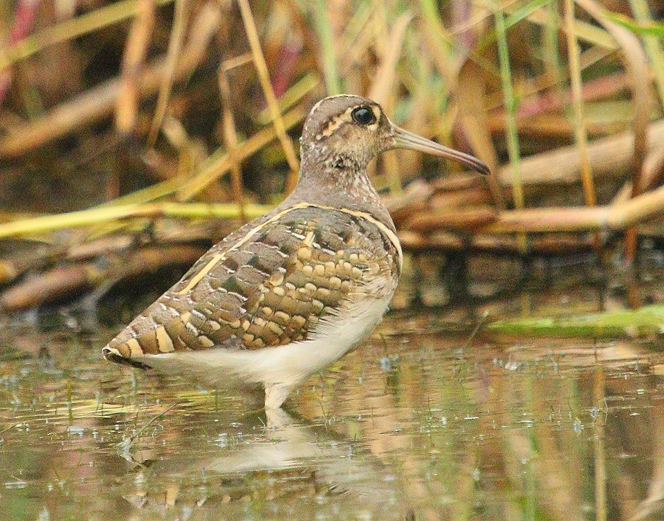 Greater Painted-Snipe - Gopi Krishna