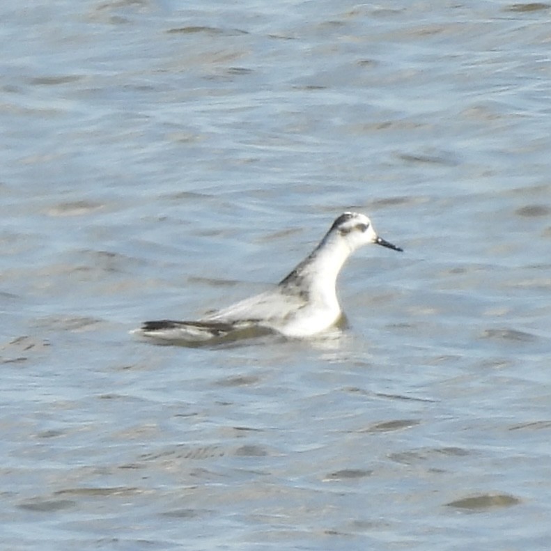 Red Phalarope - ML626292419