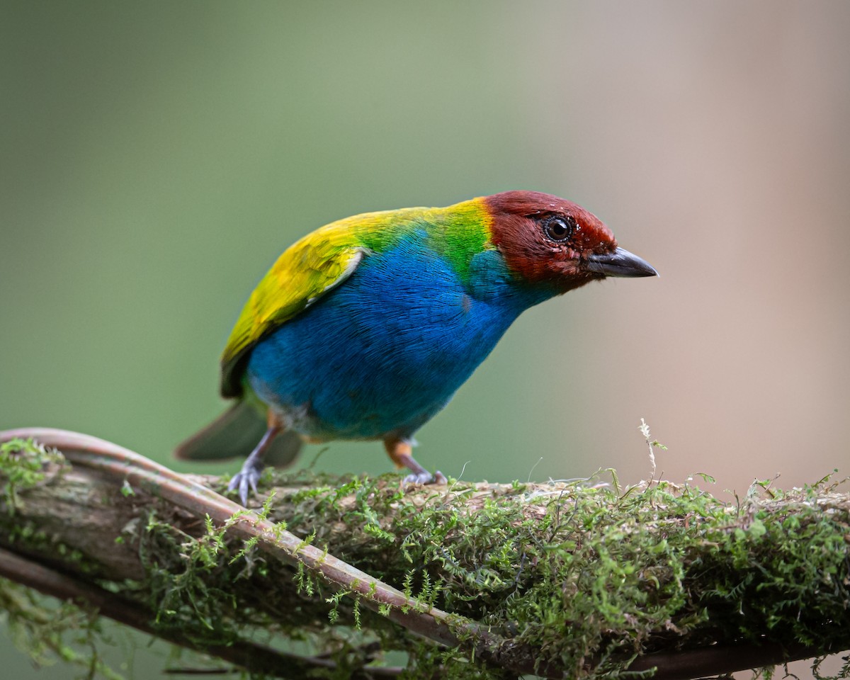 Bay-headed Tanager - ML626292550