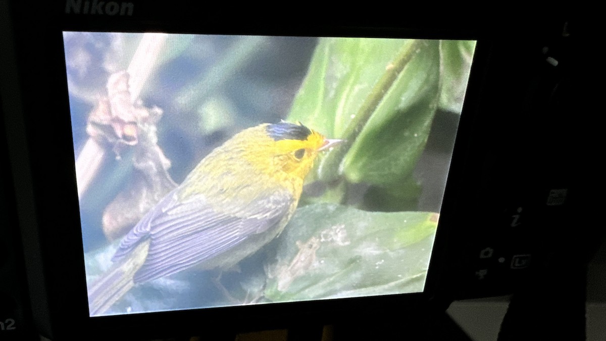 lesňáček čepičatý - ML626292581