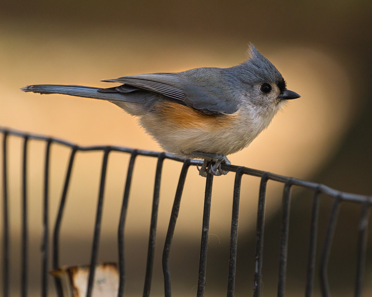 Tufted Titmouse - ML626292731