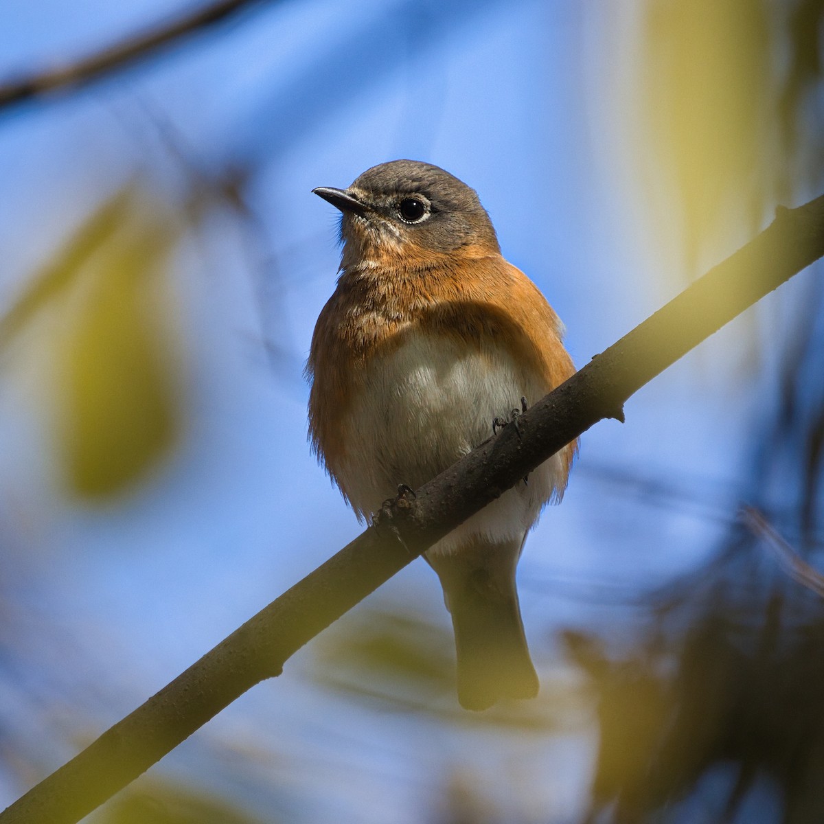 Eastern Bluebird - ML626292734