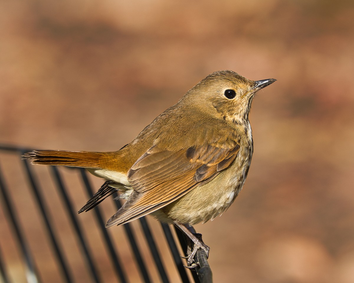 Hermit Thrush - ML626292735