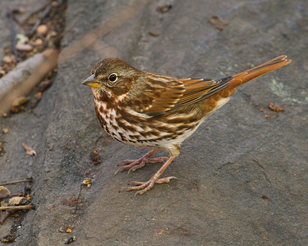 Fox Sparrow - ML626292739