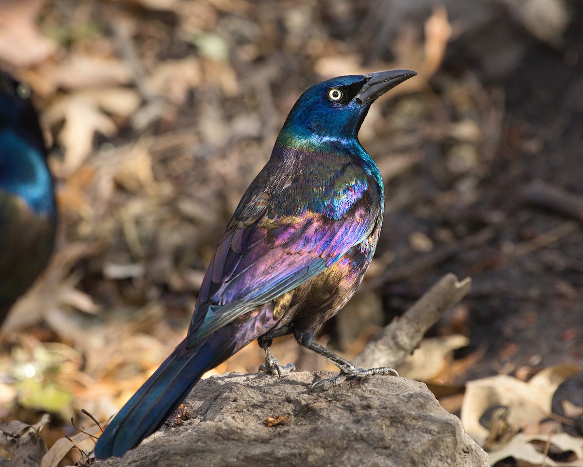 Common Grackle - ML626292744