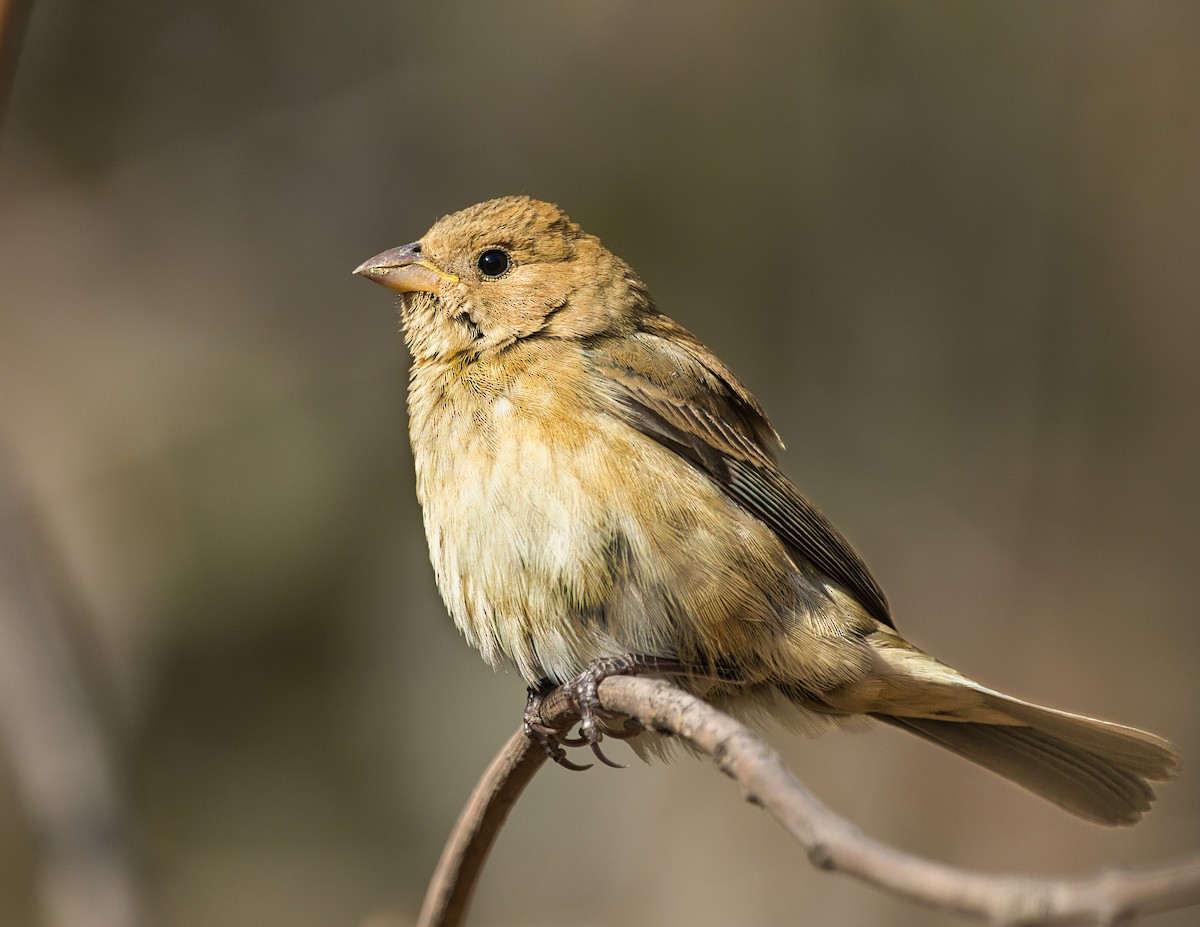 Indigo Bunting - ML626292750