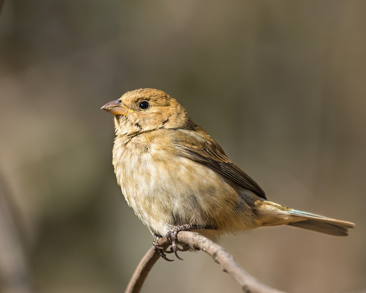 Indigo Bunting - ML626292753