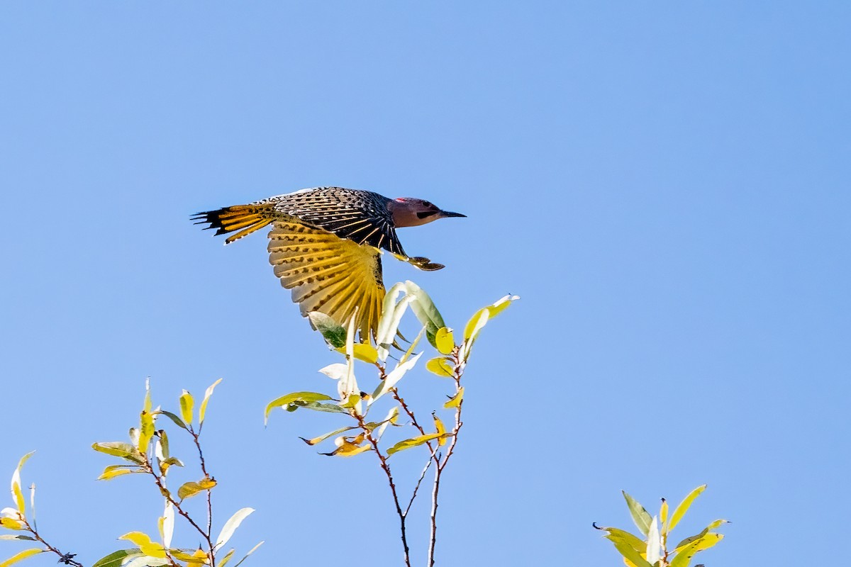 Northern Flicker (Yellow-shafted) - ML626293039