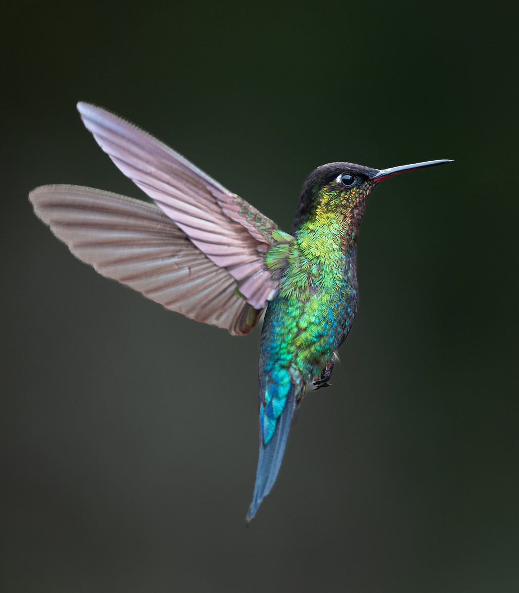 Fiery-throated Hummingbird - Pablo Rodriguez
