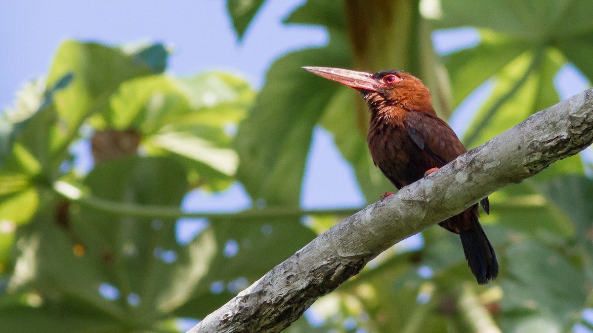 Purus Jacamar - ML626293190