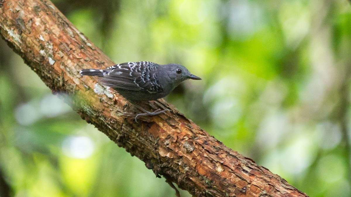 Common Scale-backed Antbird - ML626293255