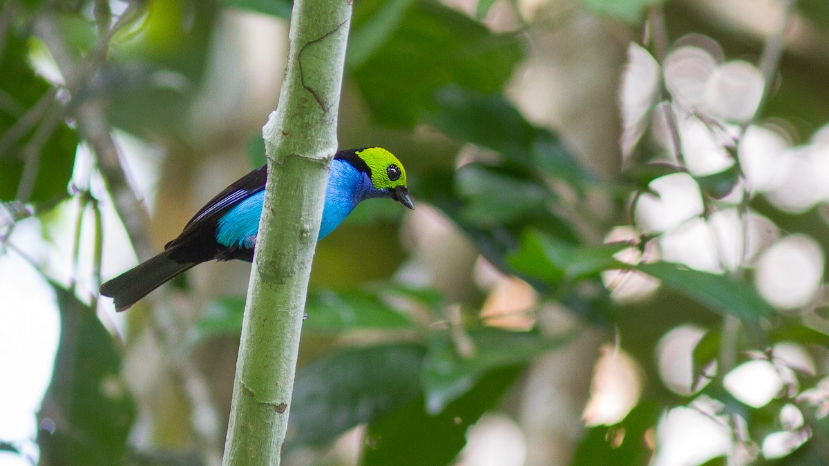 Paradise Tanager - ML626293264
