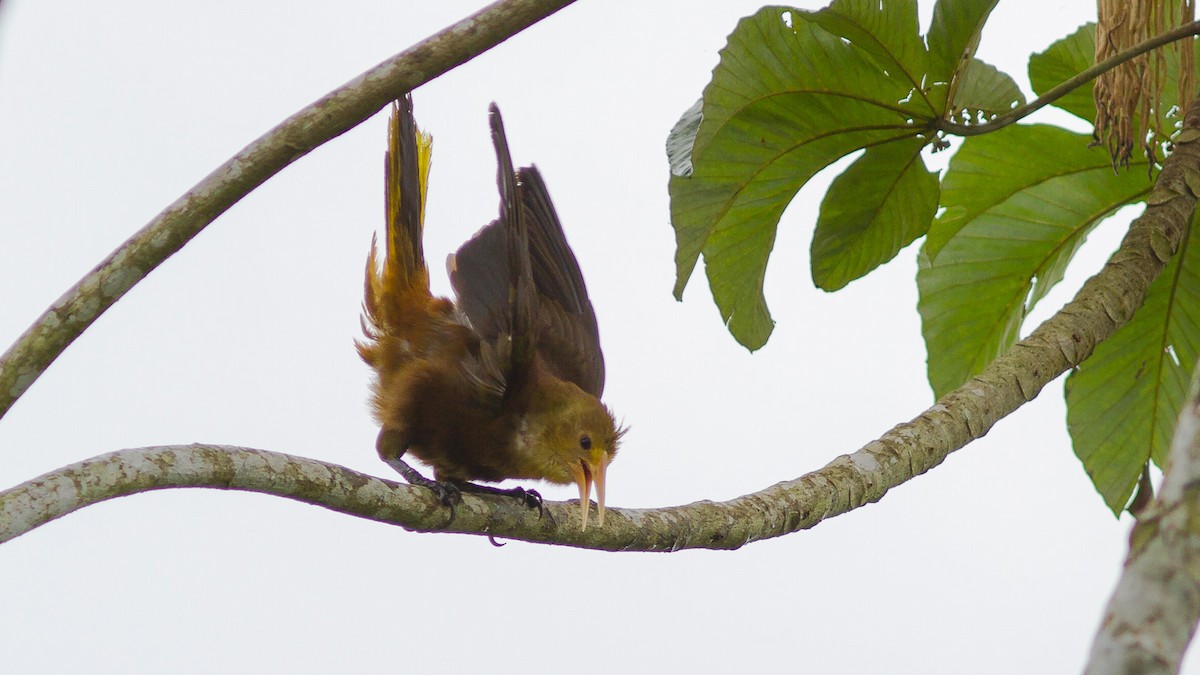 Russet-backed Oropendola - ML626293281