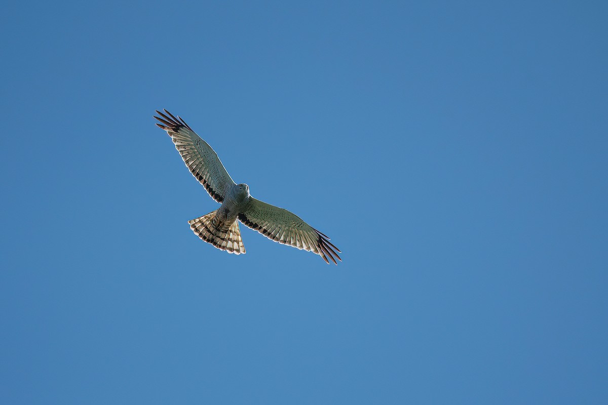 Cinereous Harrier - ML626293522