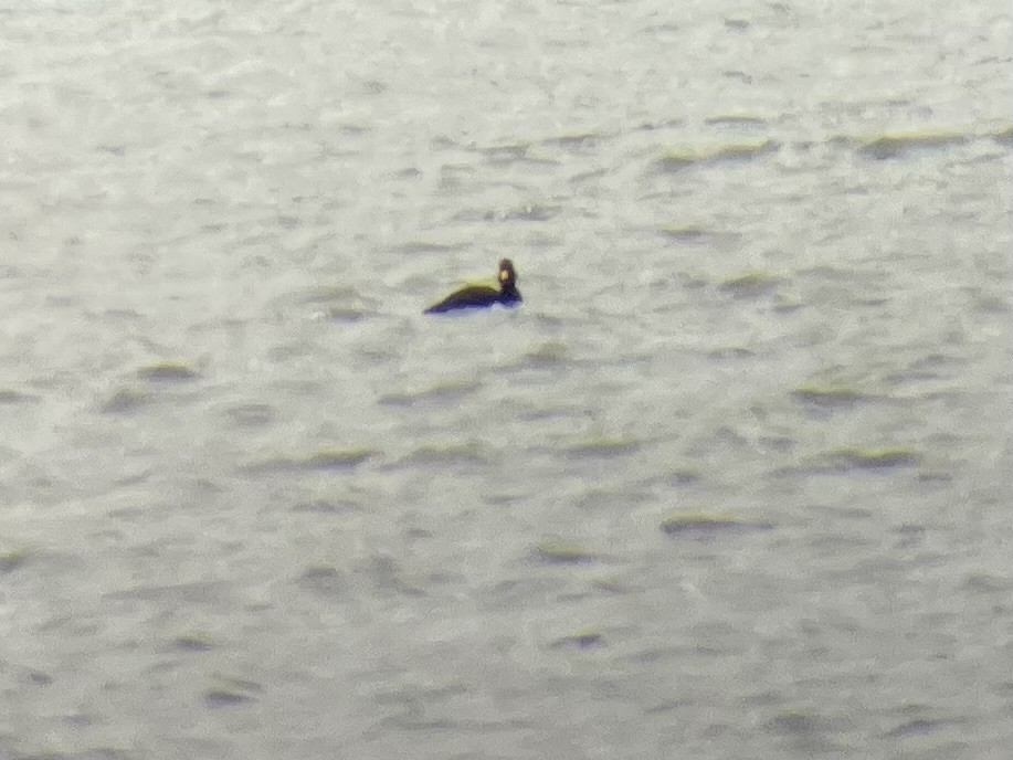 Black Scoter - ML626293557