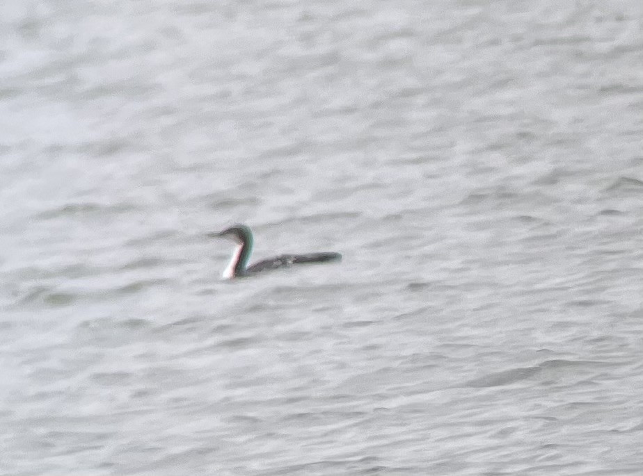 Pacific Loon - ML626293612