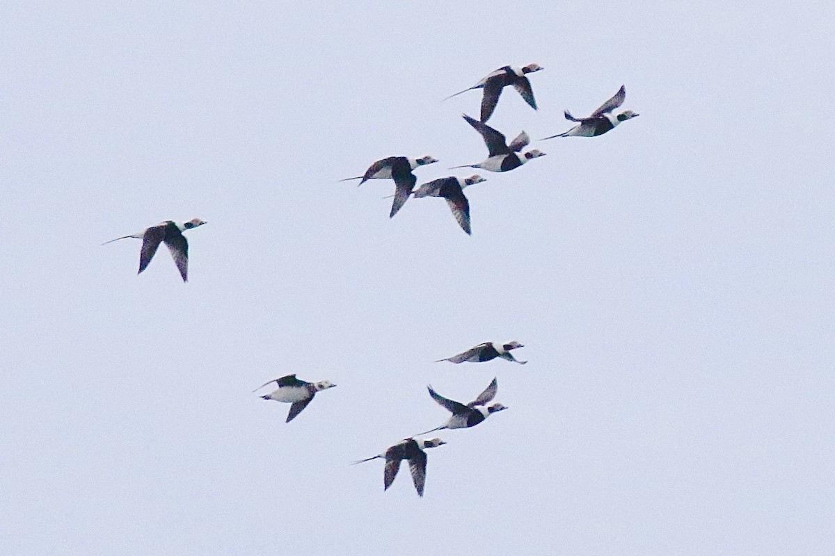 Long-tailed Duck - ML626293685