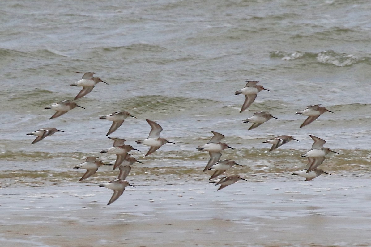 Dunlin - ML626293692