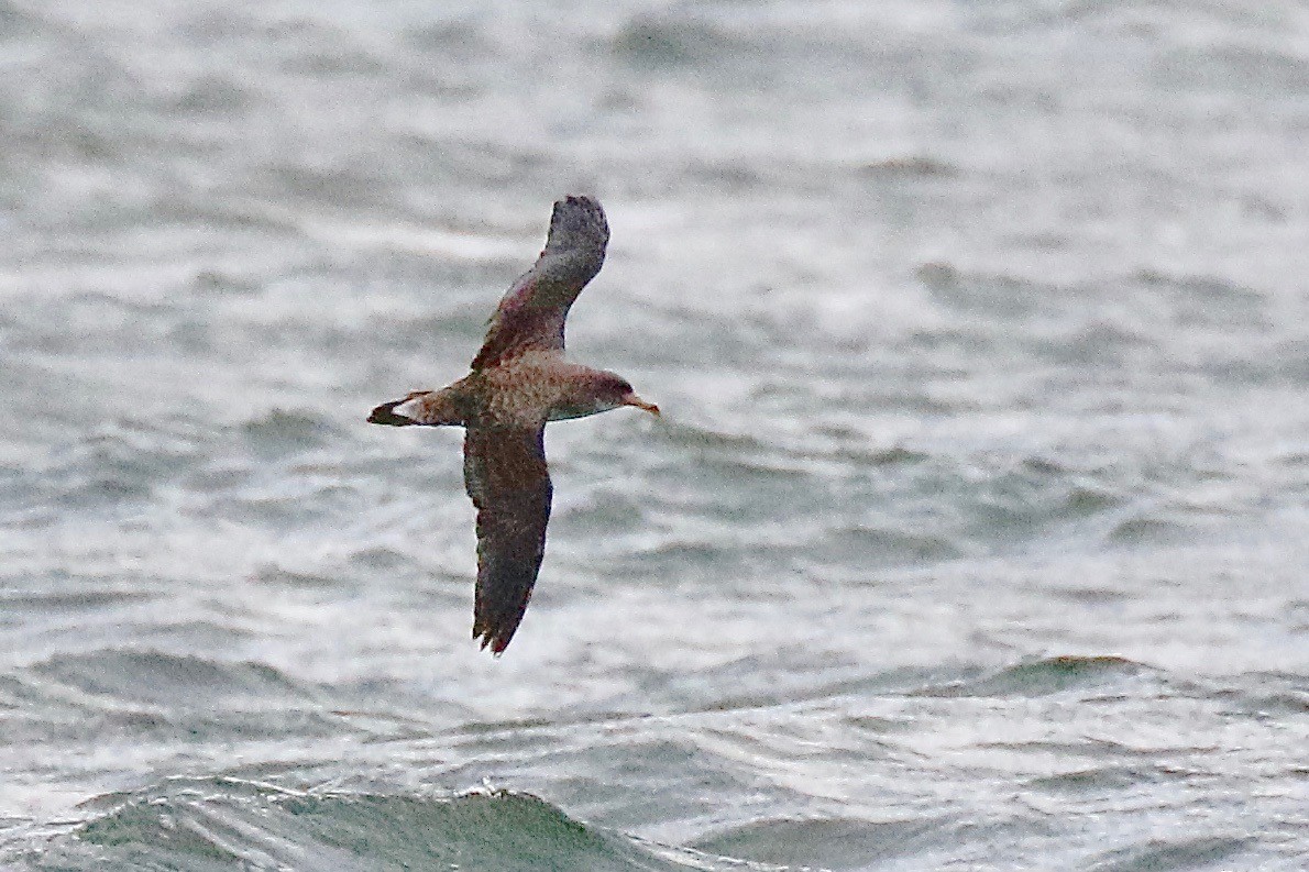Cory's Shearwater - ML626293703