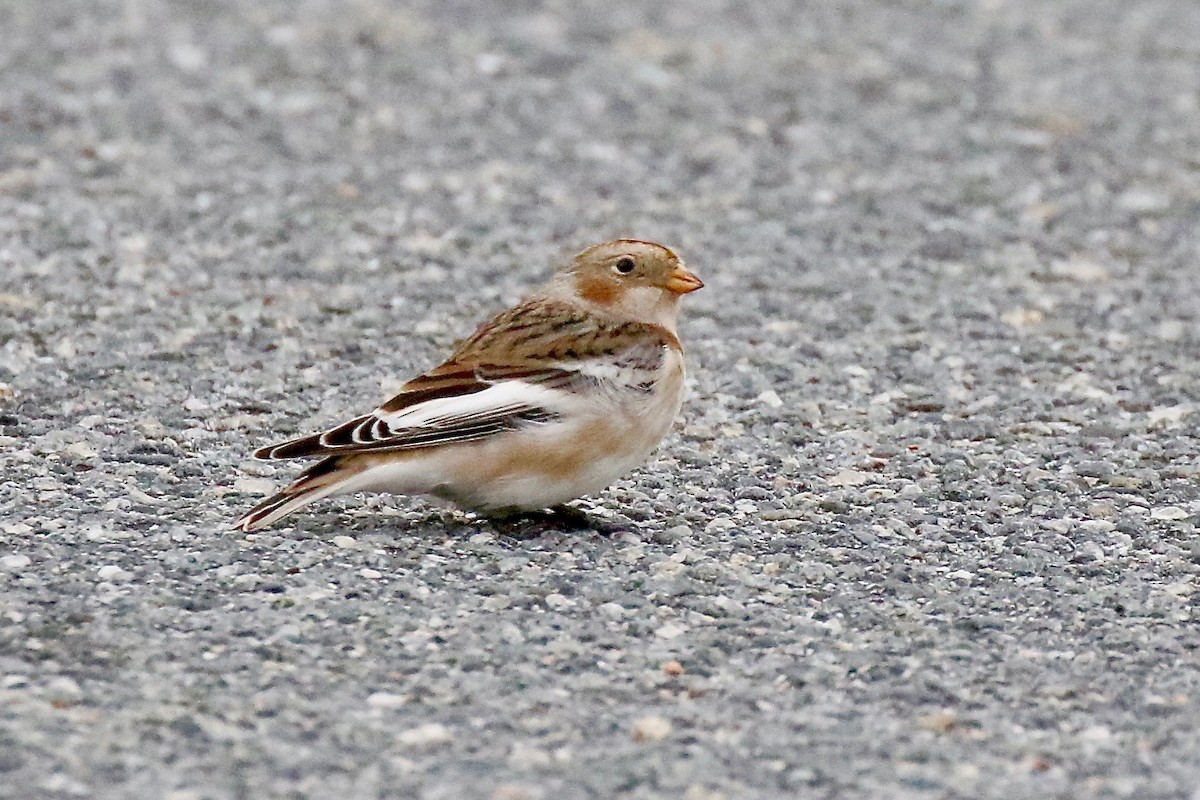 Snow Bunting - ML626293728