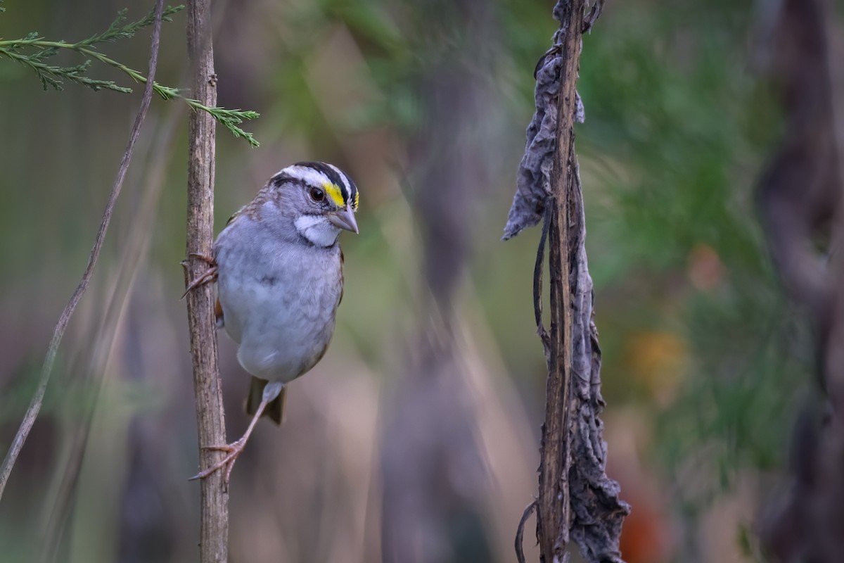 White-throated Sparrow - ML626293802