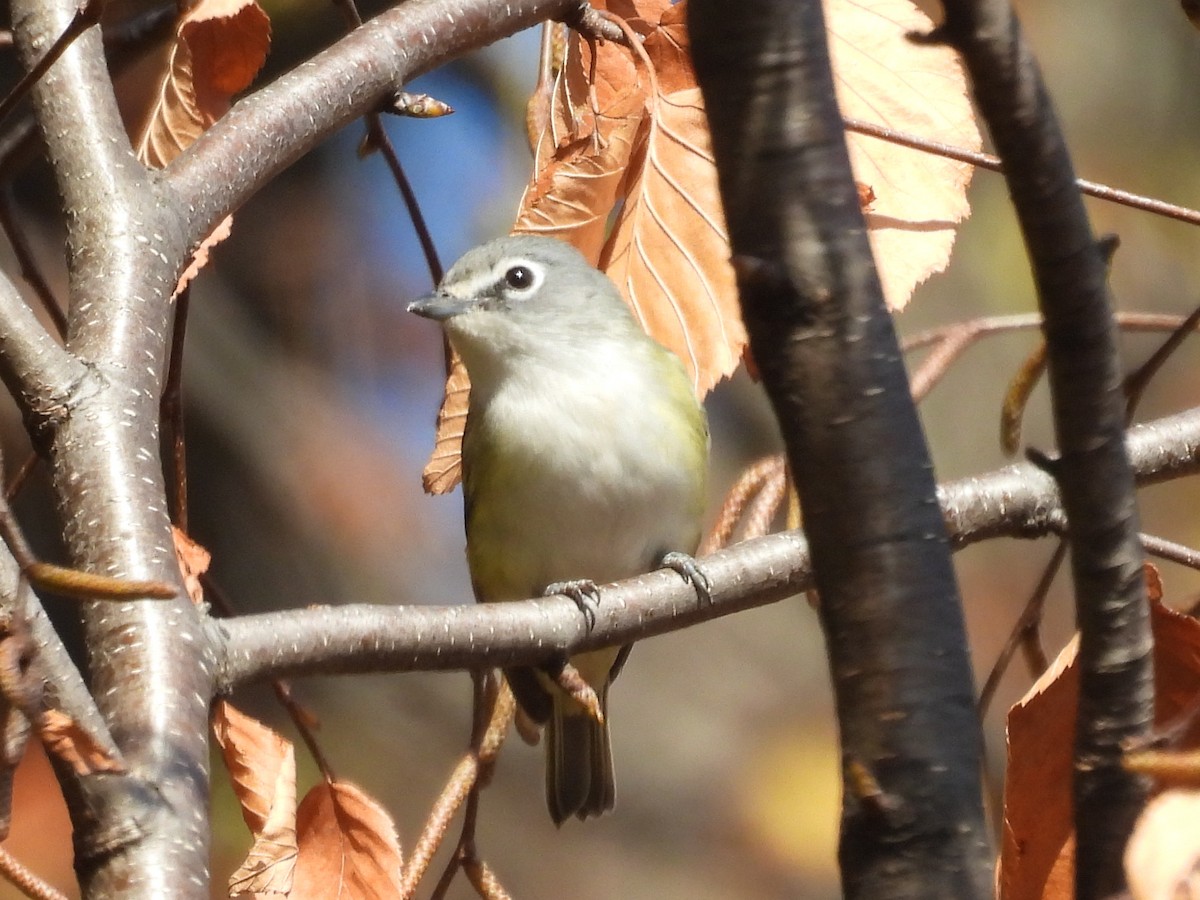 Blue-headed Vireo - ML626293836