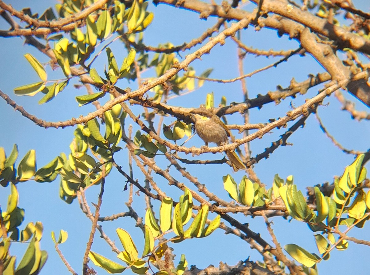 Singing Honeyeater - ML626293907