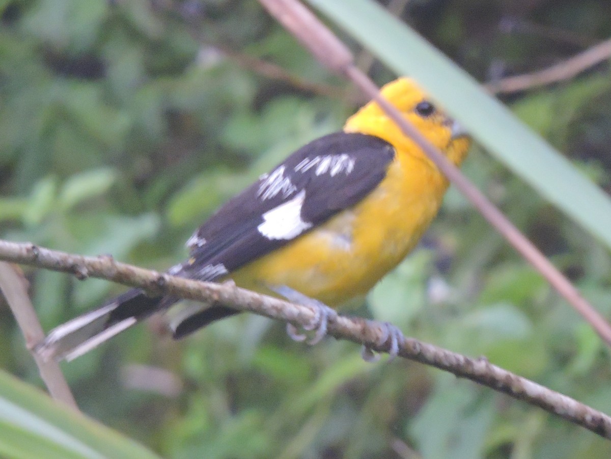 Cardinal à tête jaune - ML62629391