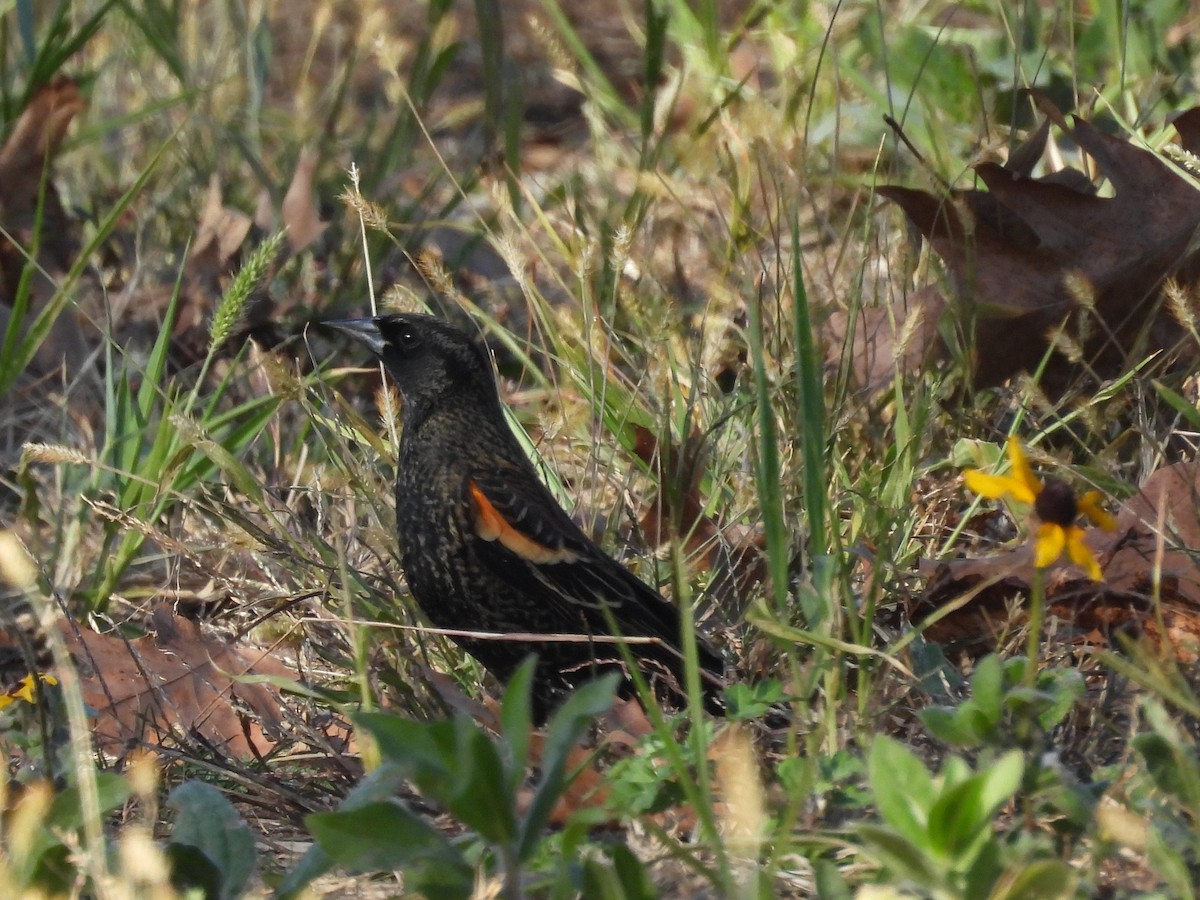 Red-winged Blackbird - ML626294059