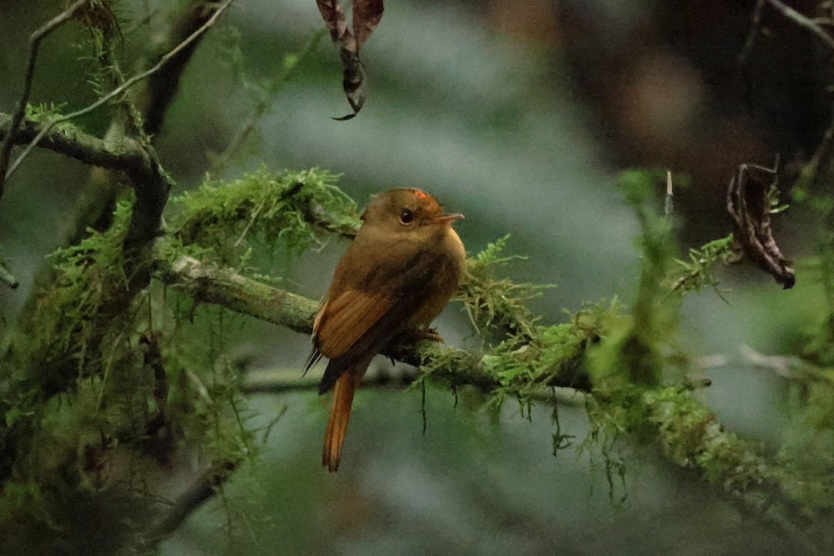 Atlantic Royal Flycatcher - ML626294077