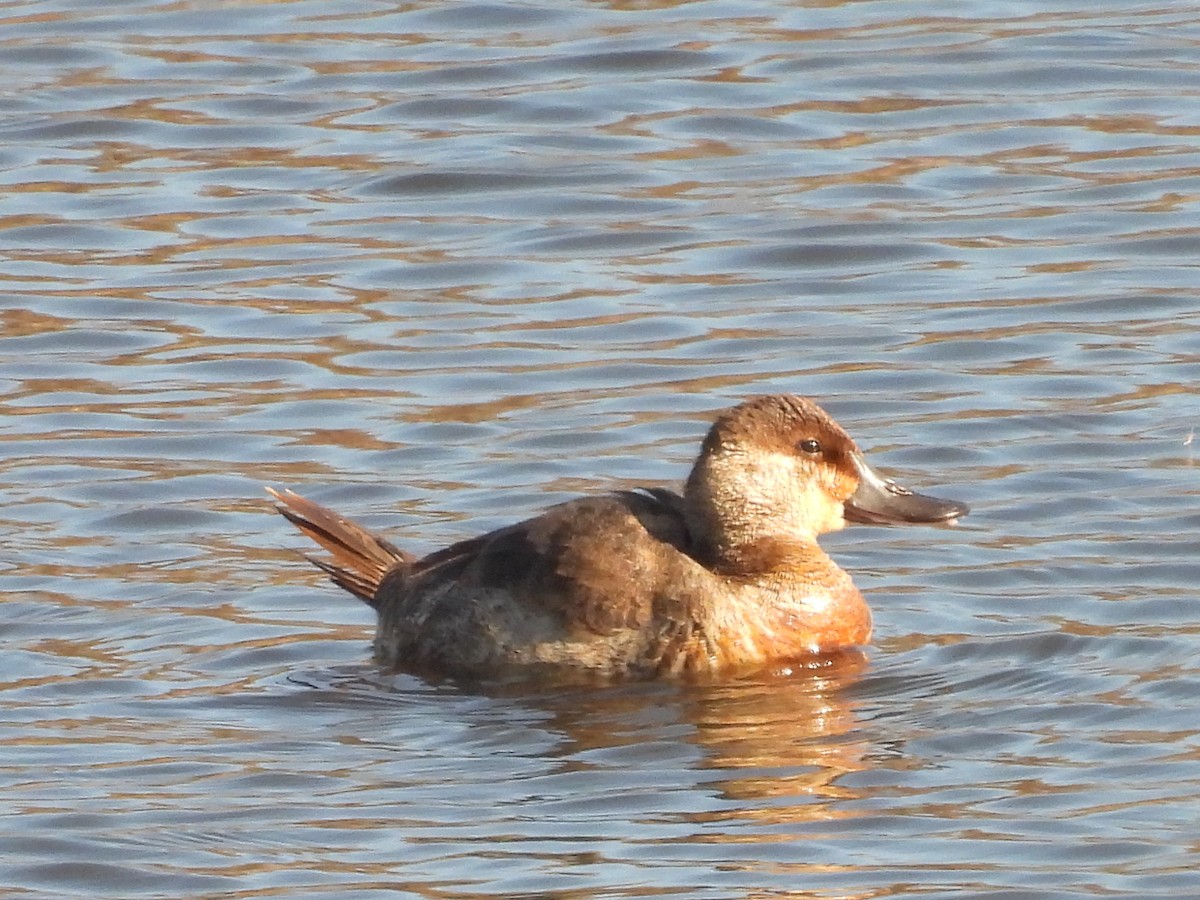 Ruddy Duck - ML626294085