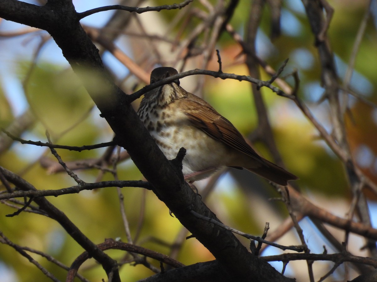 Hermit Thrush - ML626294133