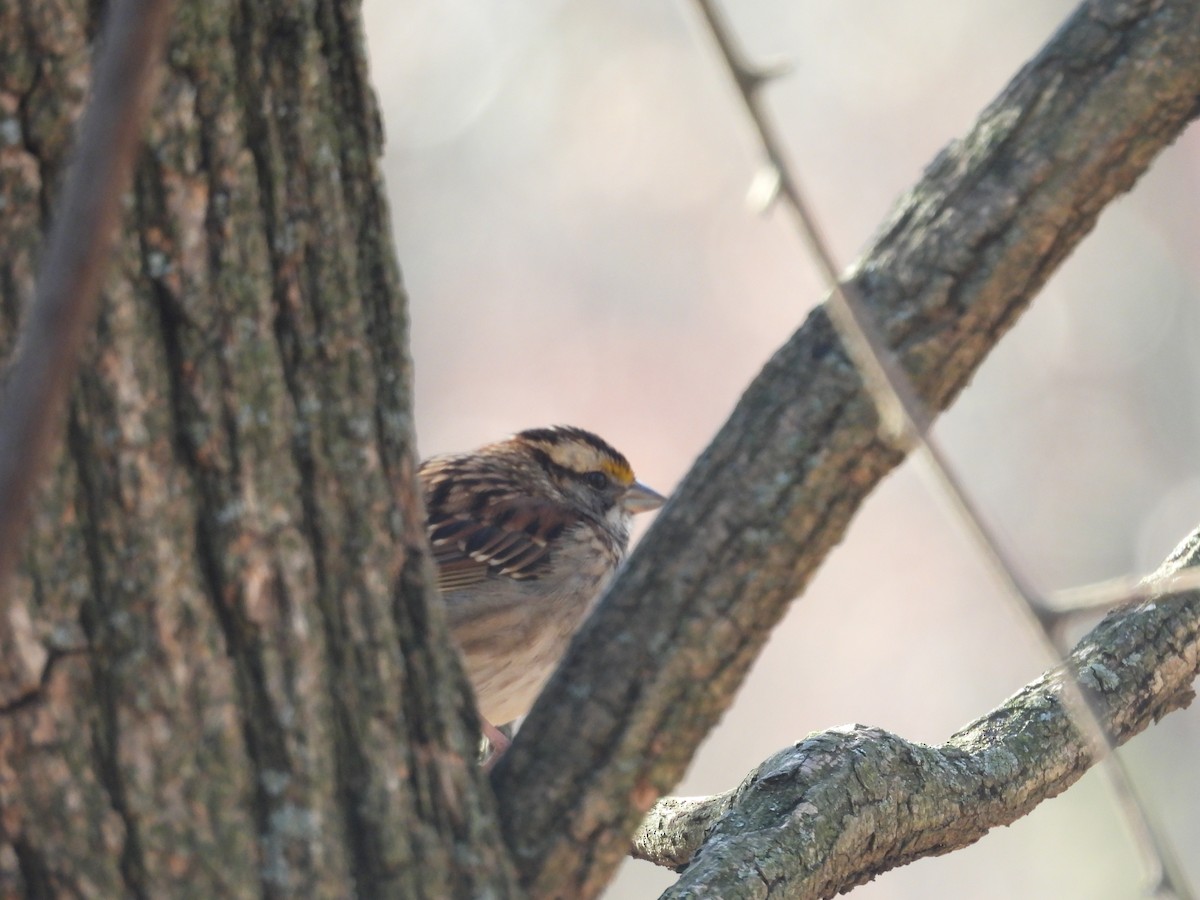 White-throated Sparrow - ML626294137